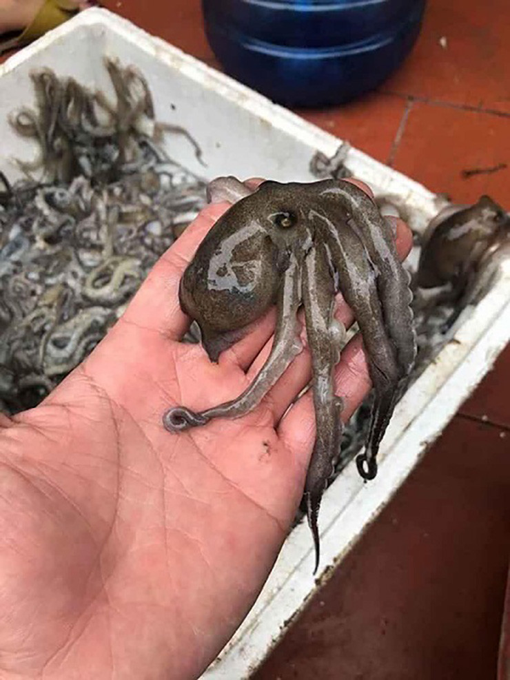 Khi ruốc lỗ đẻ trứng, người dân thường gọi là ruốc cơm xôi, mang hương vị béo ngậy kỳ lạ.