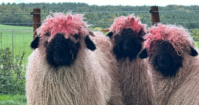 Diện mạo mới của bầy cừu sau khi cọ đầu vào sơn đỏ - Hình 2 Dien mao moi cua bay cuu sau khi co dau vao son do-Hinh-2