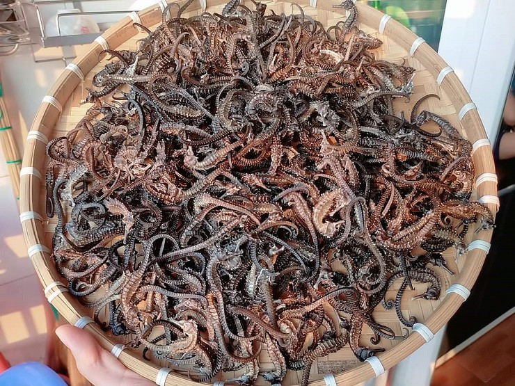 Việc buôn bán, trao đổi cá ngựa cũng là hành vi trái pháp luật theo Công ước Quốc tế về buôn bán các loài động thực vật hoang dã nguy cấp.