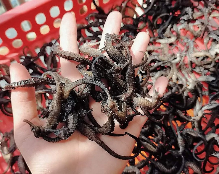 Tuy nhiên, giá trị kinh tế cao nên người tiêu dùng ưa chuộng cá ngựa tươi hơn cả vì lo ngại cá ngựa khô đã bị hút hết phần tinh tuý bên trong, chỉ còn lớp vỏ và bộ xương khô.