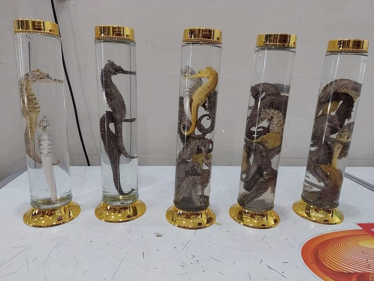 Vì thế, để bảo tồn loài hải sản quý hiếm này, không nên mua cá ngựa làm thuốc, ngâm rượu hoặc nuôi trong bể cá cảnh.