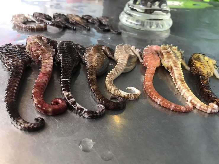 Được săn lùng ráo riết nên cá ngựa được xếp vào danh sách động vật sắp nguy cấp trong sách đỏ thế giới.