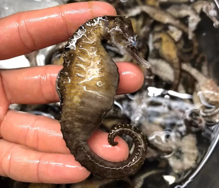 Là loài cá có đầu giống đầu con ngựa, cổ cao, phần bụng phình ra, thân dẹt hai bên, được cấu tạo bởi các đốt xương vòng.