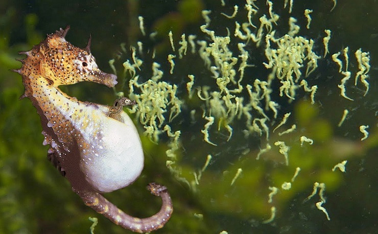 Mỗi con cá ngựa đực có thể đẻ cùng lúc từ 700-1.000 trứng/lần nhưng chỉ vài con là sống sót và trưởng thành.