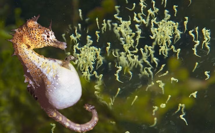 Mỗi con cá ngựa đực có thể đẻ cùng lúc từ 700-1.000 trứng/lần nhưng chỉ vài con là sống sót và trưởng thành.