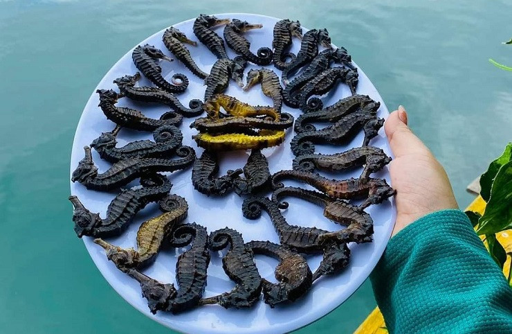 Chúng được tìm thấy ở hầu hết các vùng biển nhiệt đới và ôn đới nhưng nhiều nhất ở khu vực biển Đông Nam Á, Nam Phi và kênh đào Panama.