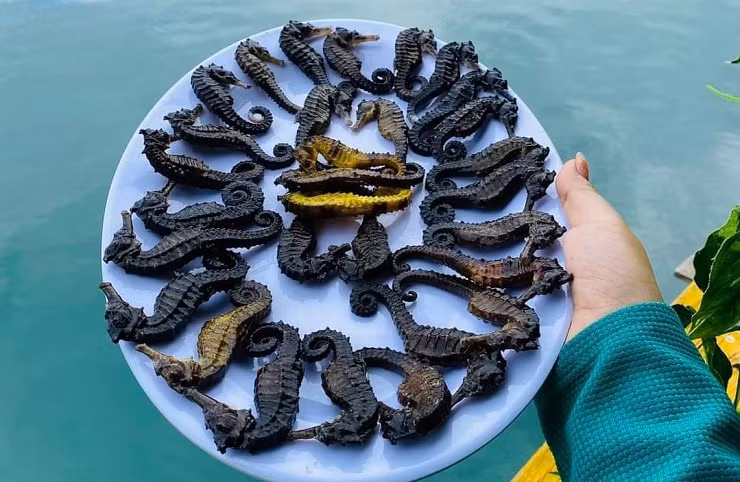 Chúng được tìm thấy ở hầu hết các vùng biển nhiệt đới và ôn đới nhưng nhiều nhất ở khu vực biển Đông Nam Á, Nam Phi và kênh đào Panama.