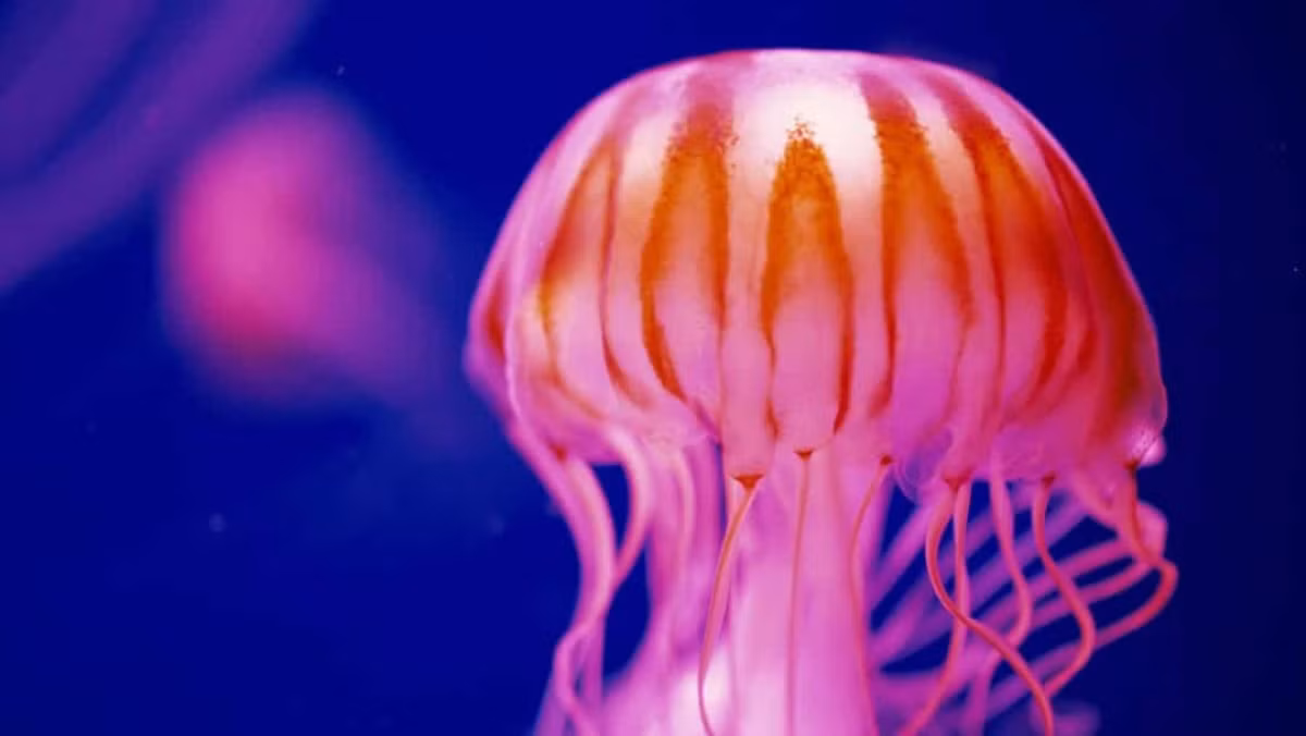 Một số loài sứa có kích thước rất nhỏ đến nỗi chúng gần như vô hình khi bơi trong đại dương. Một số loài sứa có thể nhỏ tới 0,5 cm. Tuy nhiên, có những loài sứa lại có kích thước khổng lồ, với chiều dài lên tới 2m và nặng tới 200kg.