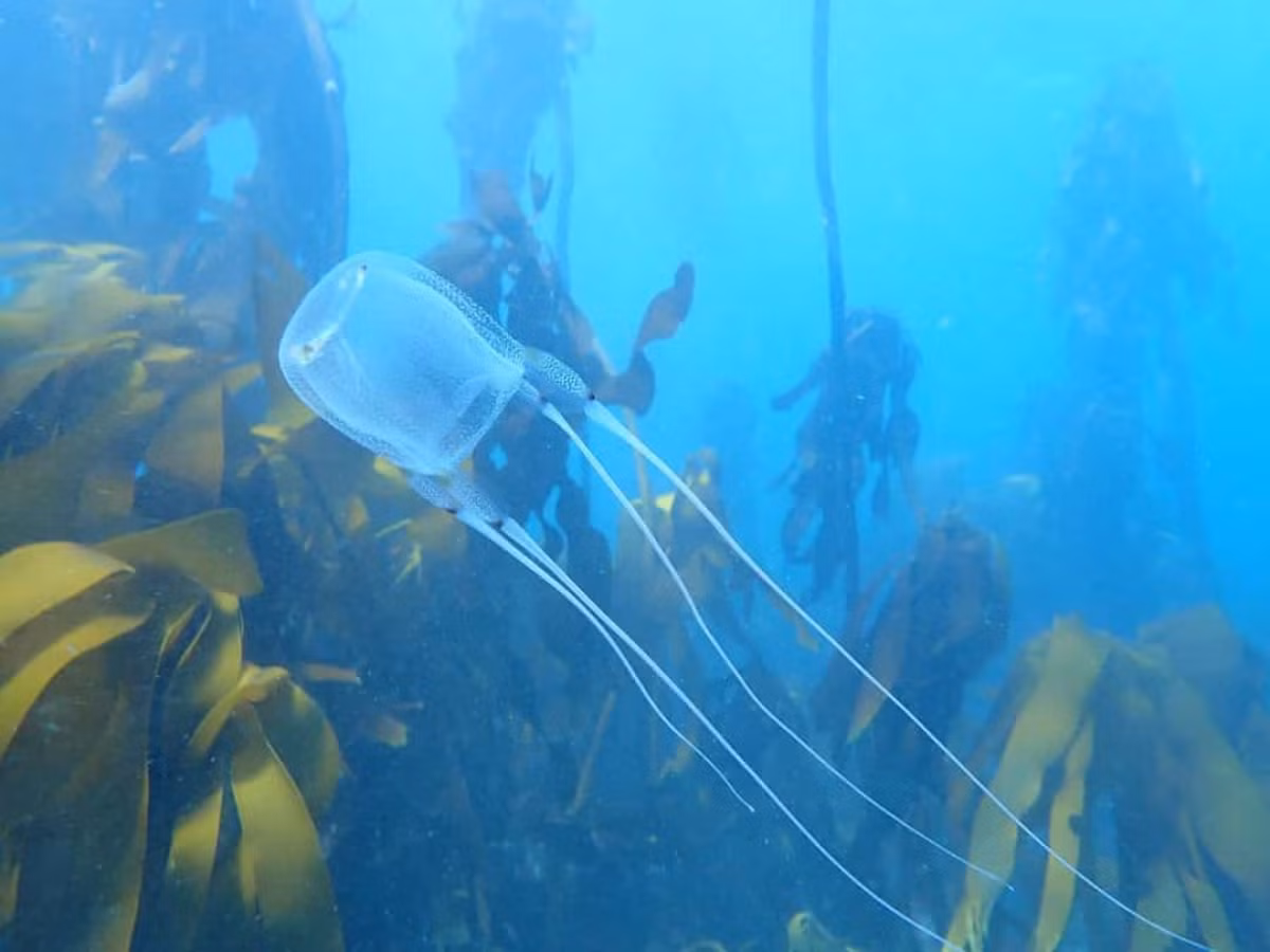 Một số loại sứa có mắt. Sứa hộp, loại sứa gây chết người, có 24 mắt, trong đó có hai mắt có khả năng nhìn thấy màu sắc.