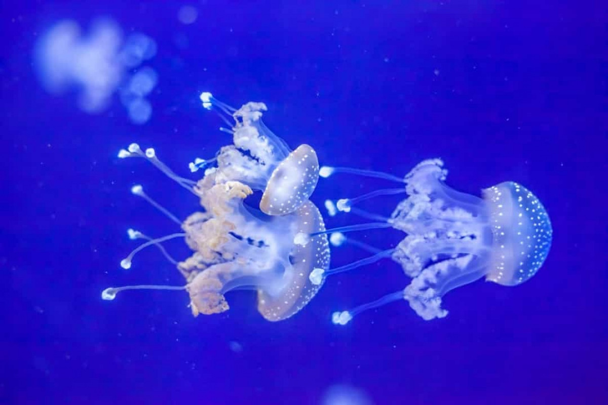 Có hơn 2.000 loài sứa đã được phát hiện và đặt tên, nhưng có thể còn hàng trăm nghìn loài khác. Các nhà khoa học ước tính thực sự có khoảng 300.000 loài sứa chưa được khám phá trong đại dương./.