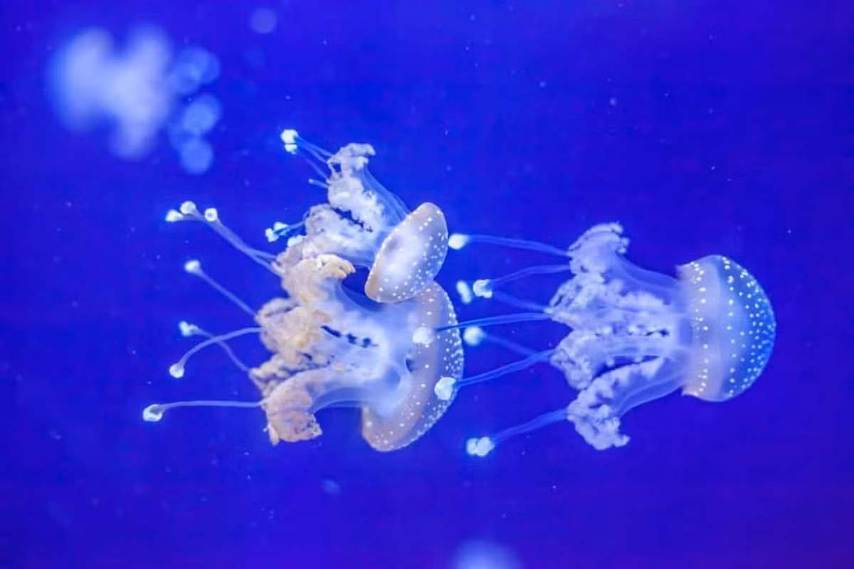 Có hơn 2.000 loài sứa đã được phát hiện và đặt tên, nhưng có thể còn hàng trăm nghìn loài khác. Các nhà khoa học ước tính thực sự có khoảng 300.000 loài sứa chưa được khám phá trong đại dương./.