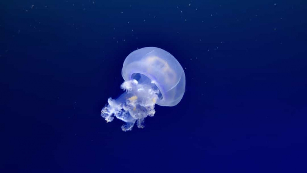 Sứa không có não và tim. Chúng hấp thụ oxy qua làn da mỏng và phản ứng với môi trường bằng cách sử dụng một mạng lưới các dây thần kinh bên dưới bề mặt của biểu bì.