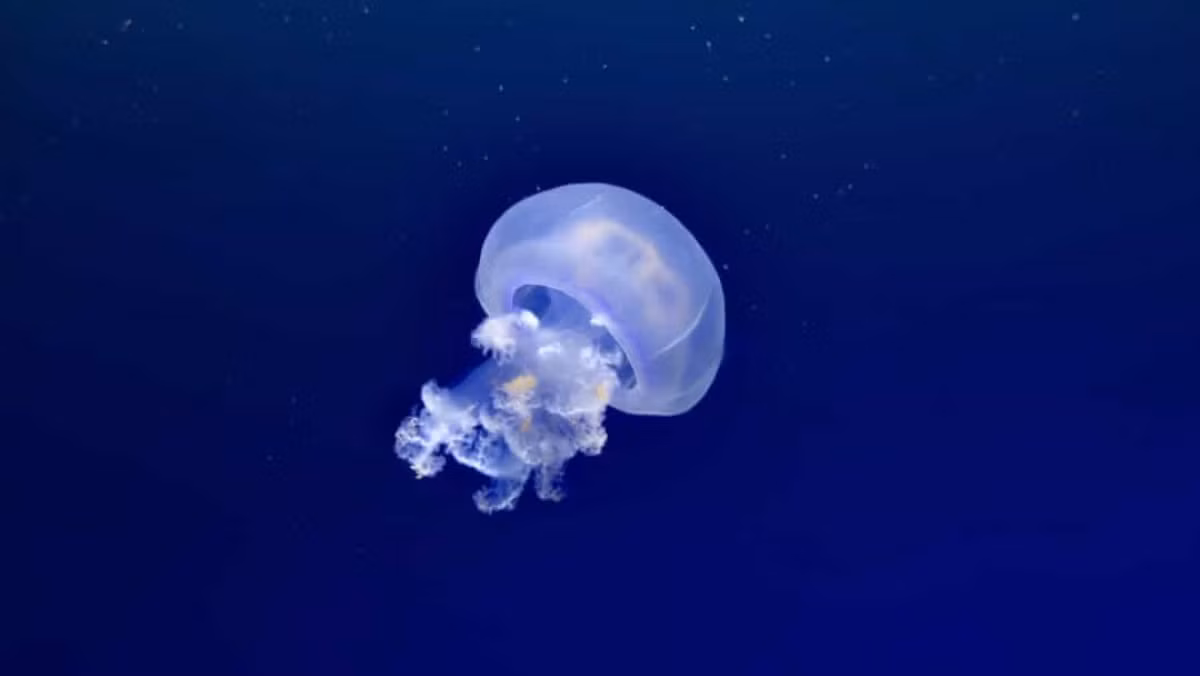 Sứa không có não và tim. Chúng hấp thụ oxy qua làn da mỏng và phản ứng với môi trường bằng cách sử dụng một mạng lưới các dây thần kinh bên dưới bề mặt của biểu bì.