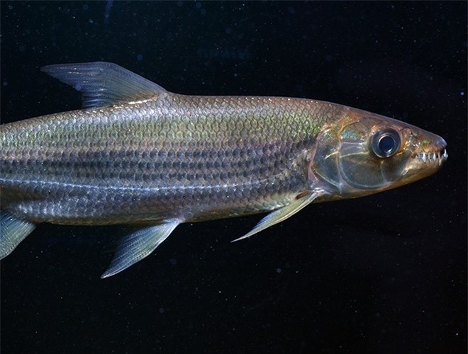 ##sc### Cá Goliath (cá hổ Congo) là một huyền thoại của các con sông ở Congo. Với chiều dài lớn nhất gần 2 m, cân nặng khoảng 30 kg, con thủy quái này có thể dễ dàng xé nát một con mồi lớn chỉ trong vài giây. Miệng của con quái vật này được trang bị hàm răng sắc nhọn, như những lưỡi dao dài tới 5 cm. 