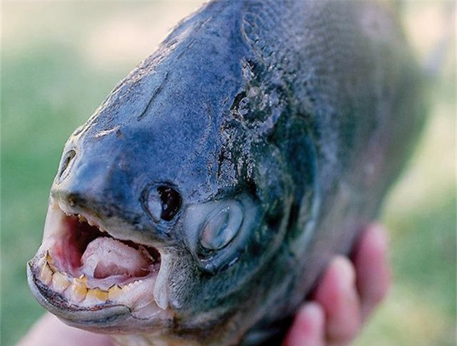 ##sc### Cá Pacu được biết đến là loài cá có hàm răng giống như răng người và có thói quen thích cắn tinh hoàn của đàn ông. Do nhầm tưởng tinh hoàn của nam giới là loại hạt có thể ăn được, loài cá này không ngần ngại tiến tới và đớp lấy thứ mà nó nhầm tưởng là đồ ăn 