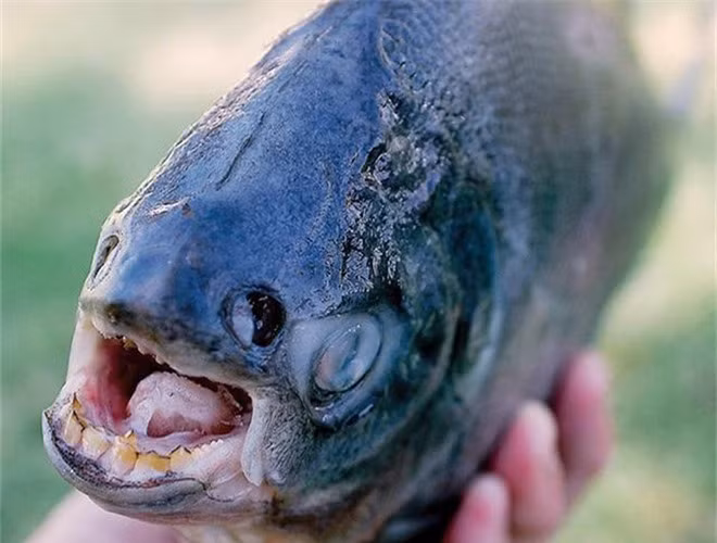  Cá Pacu được biết đến là loài cá có hàm răng giống như răng người và có thói quen thích cắn tinh hoàn của đàn ông. Do nhầm tưởng tinh hoàn của nam giới là loại hạt có thể ăn được, loài cá này không ngần ngại tiến tới và đớp lấy thứ mà nó nhầm tưởng là đồ ăn 