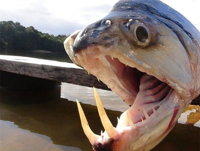 ##sc### Payara là loài cá săn mồi vô cùng dữ tợn, có khả năng nuốt số lượng cá bằng một nửa kích thước của cơ thể. Thức ăn chính của cá ma cà rồng là cá Piranha. Tên của cá Payara xuất phát từ hai chiếc răng nanh mọc ra từ hàm dưới với chiều dài 15cm, được dùng để đâm xuyên qua con mồi rồi ăn thịt. Hàm trên của cá có những chiếc hố đặc biệt để tránh những chiếc răng nanh tự đâm vào nhau 