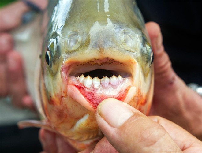 ##sc### Một con cá Pacu trưởng thành có thể phát triển lên tới 90cm và nặng tới 25kg. Nó thường ăn các loại hạt, lá, thảm thực vật dưới nước và ốc sên. Thức ăn chủ yếu của loại cá này là các loại đậu, lá cây và các loại thực vật thủy sinh hay ốc sên. Chúng cũng rất thích ăn thịt nên khi có cơ hội, chúng sẽ trở thành những kẻ tấn công nguy hiểm đối với con người.