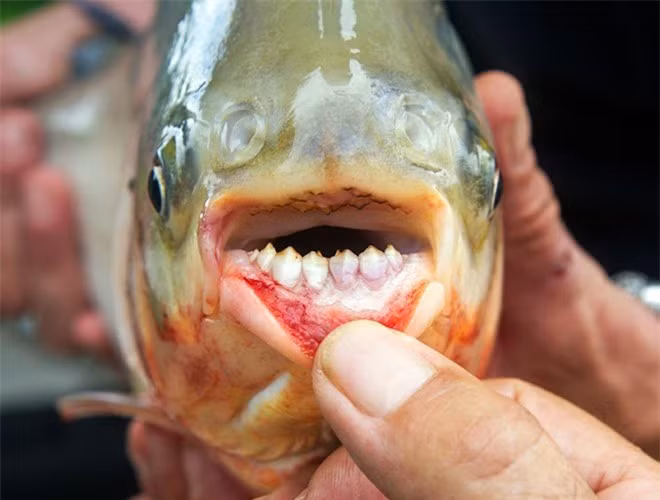  Một con cá Pacu trưởng thành có thể phát triển lên tới 90cm và nặng tới 25kg. Nó thường ăn các loại hạt, lá, thảm thực vật dưới nước và ốc sên. Thức ăn chủ yếu của loại cá này là các loại đậu, lá cây và các loại thực vật thủy sinh hay ốc sên. Chúng cũng rất thích ăn thịt nên khi có cơ hội, chúng sẽ trở thành những kẻ tấn công nguy hiểm đối với con người.