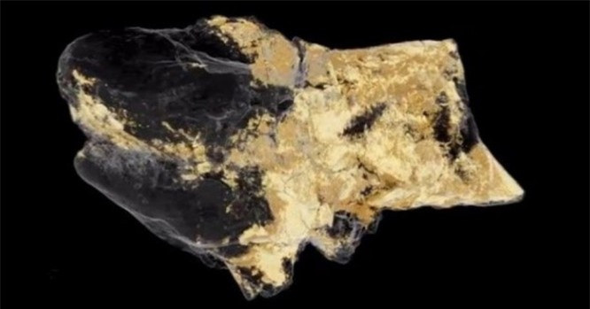  1. Bộ não của khủng long: Rất ít người có thể đoán rằng viên đá bé nhỏ được tìm thấy ở Sussex vào năm 2004 hóa ra lại là một hóa thạch não khủng long. Dù thật khó tin nhưng đó lại chính là sự thật. Nó có niên đại khoảng 133 triệu năm tuổi. Với sự trợ giúp của kính hiển vi đặc biệt, các nhà khoa học đã tìm thấy bộ não của sinh vật cổ xưa nhất hành tinh trông như thế nào. Đây thực sự là một phát hiện độc nhất vô nhị.