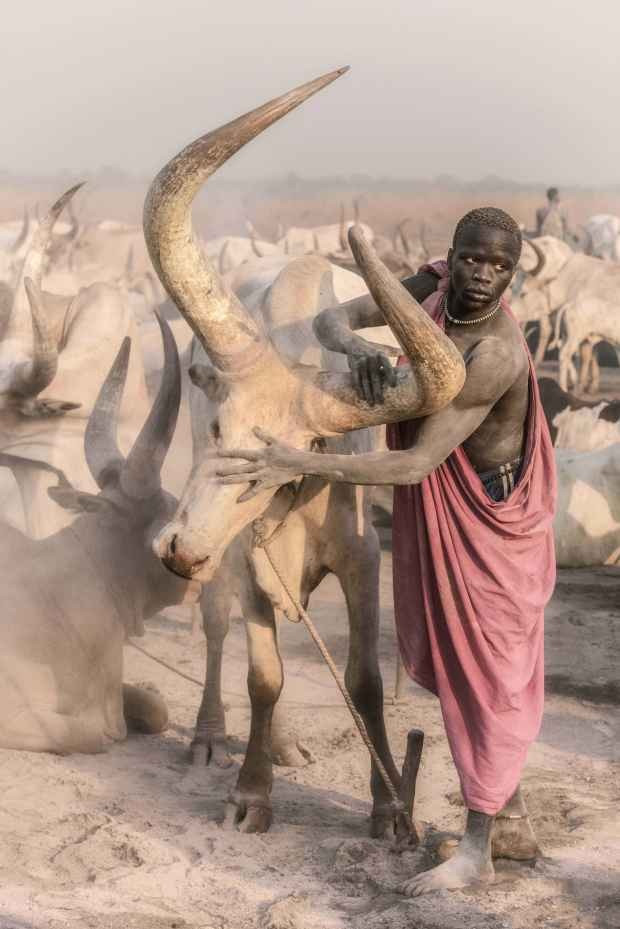 “Thời khắc hoàn hảo để chụp ảnh là lúc bình minh vừa ló rạng và hoàng hôn mới chớm, vì tất cả gia súc đều được lùa ra”, Trevor nói. “Càng nhìn cảnh tượng này, bạn sẽ càng thấm thía mối dây ràng buộc không thể tách rời giữa bộ lạc và gia súc của họ. Cách họ dẫn bò ra ngoài, chà tro lên da chúng, chăm sóc chúng rồi lấy sữa, phân và nước tiểu để sử dụng. Họ thu gom phân bò thải ra qua đêm và rải trên mặt đất, dùng một số để phủ lên sừng. Đàn ông bộ lạc dùng nước tiểu bò để gội đầu, vừa khử trùng vừa có tác dụng tẩy tóc thành màu vàng hoặc thậm chí là trắng”.