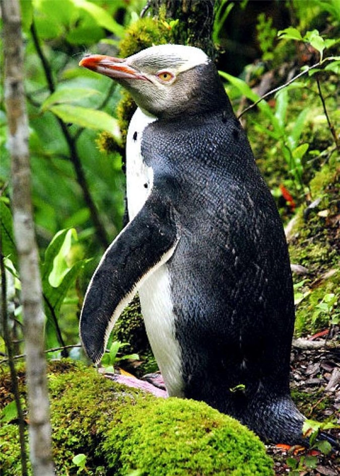 Chim cánh cụt Waitaha sinh sống ở New Zealand được cho là đã tuyệt chủng nhưng bất ngờ phát hiện lại vào năm 2008.