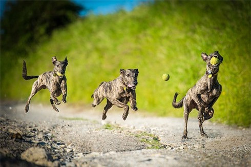 Pha tung bắt bóng của một chú chó lớc.