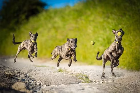 Pha tung bắt bóng của một chú chó lớc.