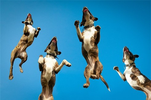 "Điệu nhảy" của một chú chó sục lai bò Staffordshire tại khu vực thung lũng Sheepcote, Brighton.