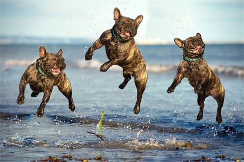 Chú chó bun Pháp – Ralph vui vẻ chơi đùa trên bãi biển Lancing.