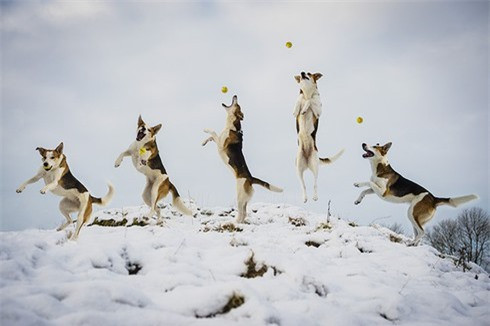 Pandy – chú chó giống côli (Ê-cốt) thoải mái chơi trò bắt bóng tại ngôi làng Crook thuộc quận Lake.