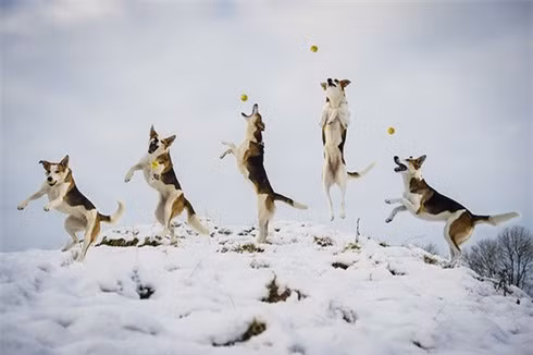 Pandy – chú chó giống côli (Ê-cốt) thoải mái chơi trò bắt bóng tại ngôi làng Crook thuộc quận Lake.