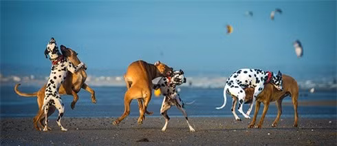 Chú chó đốm Charlie cùng Enzi - chú chó lông xoáy thuộc giống Rhodesian vui đùa trên bãi biển Lancing tại Tây Sussex.