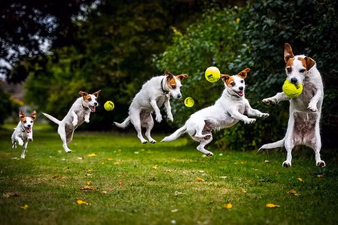 Nhiếp ảnh gia Rhian White đã giành nhiều năm tâm huyết chụp lại những khoảnh khắc đáng yêu của các chú chó – người bạn thân thiết bên con người. “Mục tiêu của tôi là chộp được những phút giây vui đùa tự nhiên nhất của cún cưng”, bà White chia sẻ. Chú chó Jack Russell nhảy lên không bắt bóng khi đang dạo chơi trong công viên Stanmer, Brighton, Anh. 