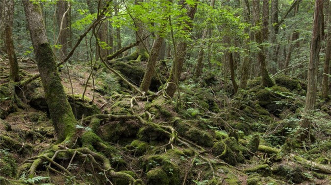 ##sc### Rừng Aokigahara ở chân núi Phú Sĩ, Nhật Bản rùng rợn không phải vì cây cối âm u, mà đây là điểm lựa chọn của những người tự sát. 