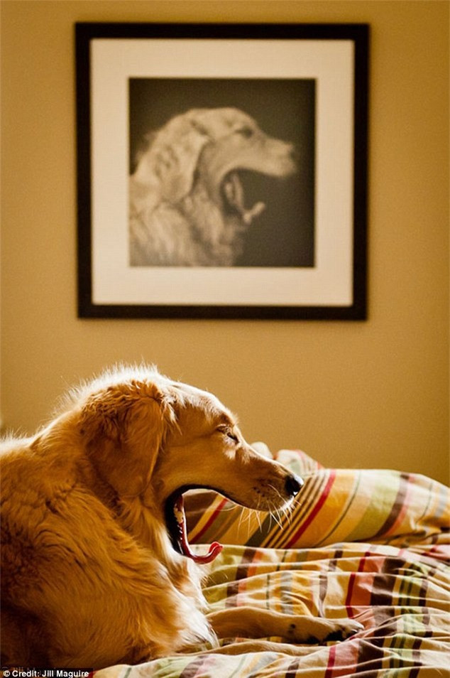 ##sc### Khoa học đã chứng minh, ngáp cũng rất dễ bị lây. Ảnh: Daily Mail 