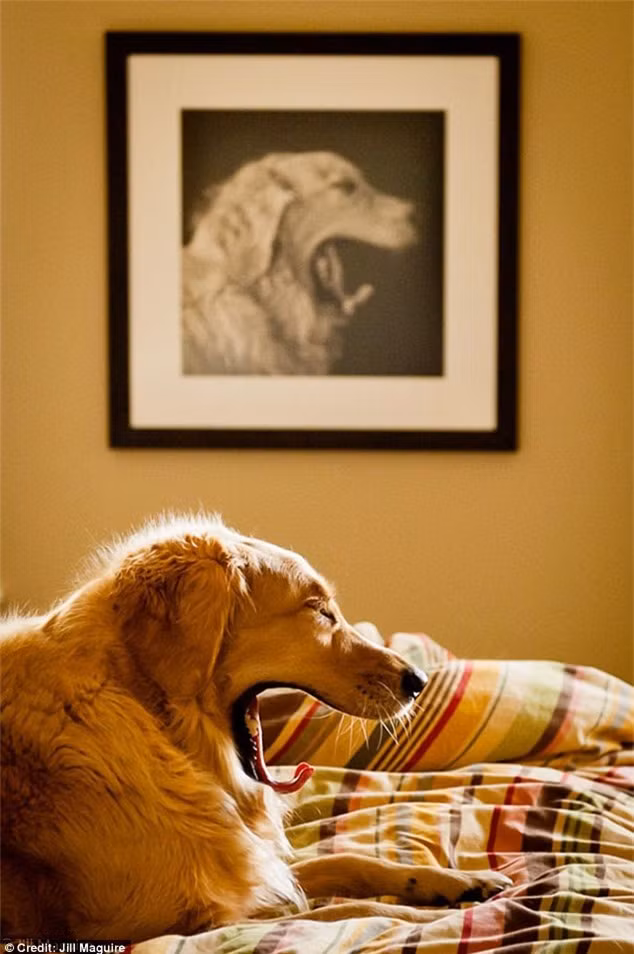  Khoa học đã chứng minh, ngáp cũng rất dễ bị lây. Ảnh: Daily Mail 