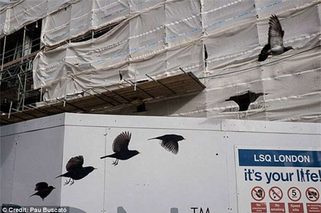 ##sc### "Từng đôi chim bay đi, tiếng ca rộn ràng". Ảnh: Daily Mail 