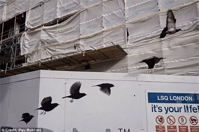  "Từng đôi chim bay đi, tiếng ca rộn ràng". Ảnh: Daily Mail 