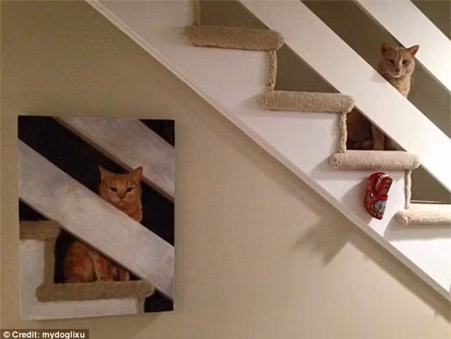  Cùng "nhìn về một hướng". Ảnh: Daily Mail 