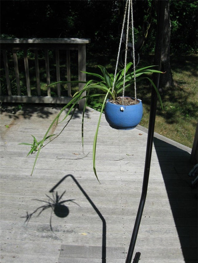 Bóng của cái cây này trông giống như một con nhện. 