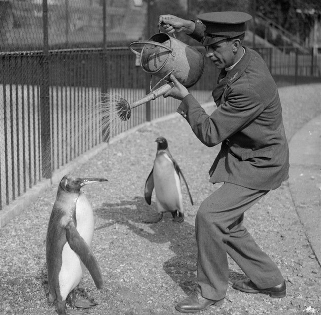 ##sc### Một người trông coi vườn thú đang tắm cho chim cánh cụt vào năm 1930. 