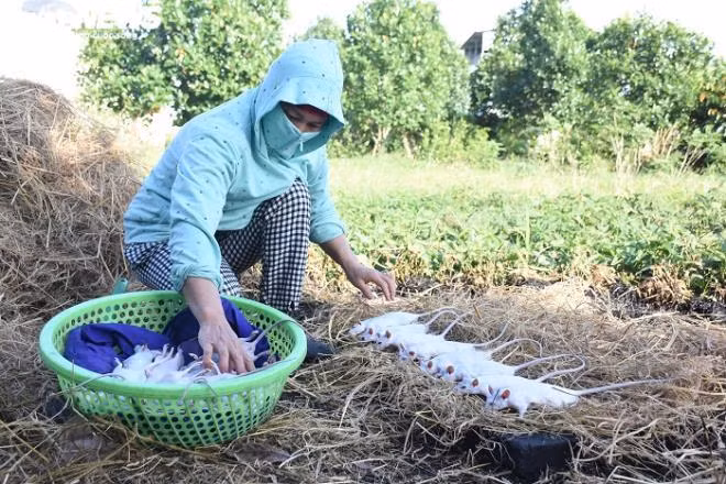 Thời điểm hiện tại, giá chuột dao động từ 130-160 nghìn đồng/kg, nếu chuột nướng có thể lên tới 200 nghìn đồng/kg.