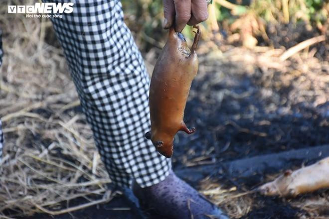 Với người bán, chỉ cần nhìn họ biết ngay là chuột đồng hay chuột nhà.