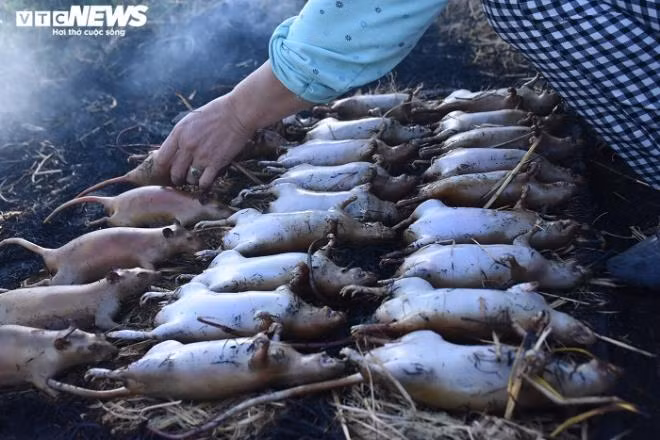 Sau vụ mùa, chuột ăn lúa nếp nên rất béo, thịt thơm ngon và không có mùi hôi.