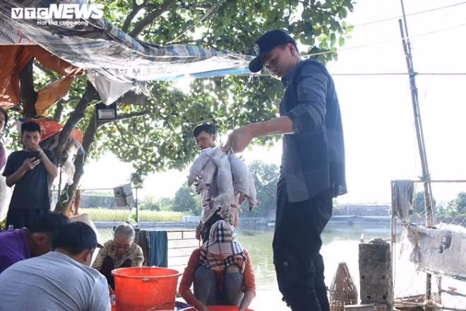 Thịt chuột nhà bà Lý thường được khách tới tận nhà lấy về tự nấu ăn cùng bạn bè, người thân hoặc về phục vụ trong các nhà hàng. Bà Lý cho biết, bà vừa chuyển đi một đơn hàng hơn 10kg thịt chuột vào tận Nghệ An.