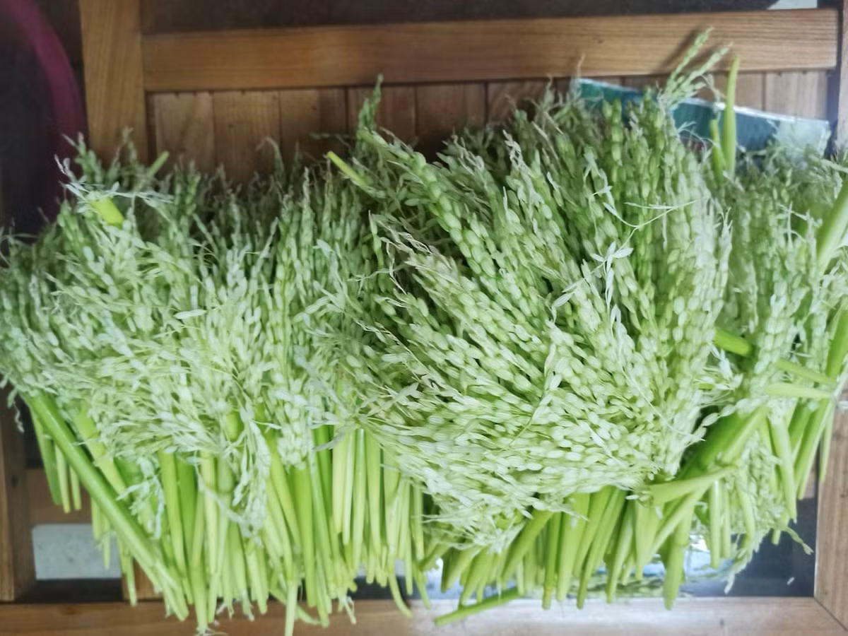 Dong dong lua nep dat gia, hang la hut quy ong lam qua-Hinh-2