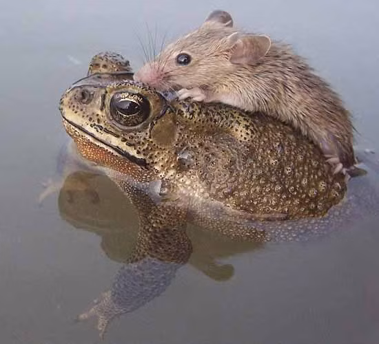 Thậm chí có những lúc con chuột do quá hoảng sở đã khiến con cóc bơi có phần bị chao đảo, nhiếp ảnh gia Azam cho biết.