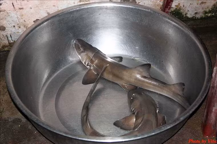 Cá nghéo là một loại cá mập nhỏ, gan béo, thịt ngon, trắng như bông, thường được làm gỏi ăn với nước lèo, rau sống hoặc kho với nghệ, mật, gừng. Bọc chứa bào thai cá nghéo (loài cá này đẻ con chứ không đẻ trứng) được coi là món đại bổ dành cho người nghèo.