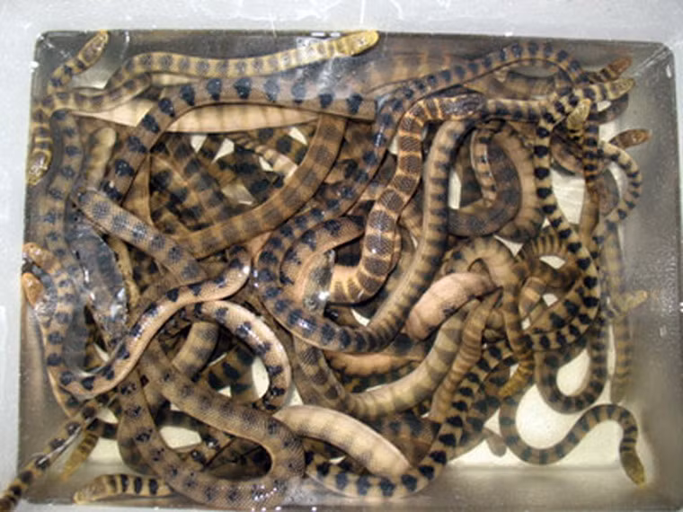 Đẻn biển (rắn biển) luôn được du khách “thích mê”. Tuy được chế biến dưới nhiều hình thức khác nhau nhưng nức tiếng nhất là tiết đẻn và ram đẻn. Tiết đẻn là lấy máu tươi của đẻn vừa hứng đem pha với rượu. Ram đẻn là đẻn băm nhỏ cuốn lại bắc lên chảo rán đều.